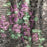 Trina Robe perforée Trina Turk à imprimé floral pétunia taille 6 270 $